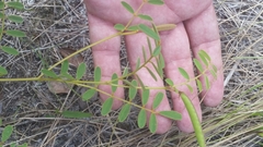 Tephrosia spicata