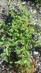 Solanum nitidibaccatum