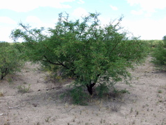 Prosopis flexuosa