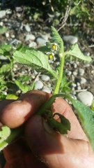 Solanum nitidibaccatum