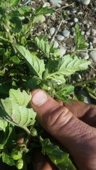 Solanum nitidibaccatum