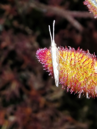 Plutella xylostella observed 2026-10-31