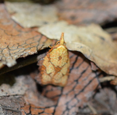 Cenopis reticulatana