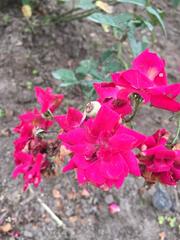 Rosa