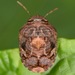 Stethaulax marmorata - Photo (c) skitterbug, algunos derechos reservados (CC BY), subido por skitterbug