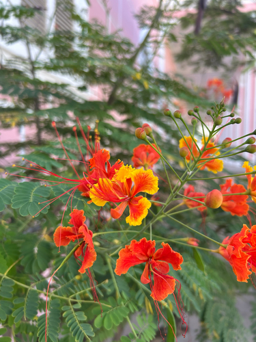 Caesalpinia observed 2026-10-31