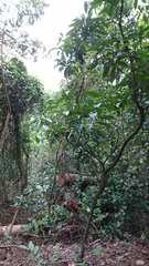 Machilus chekiangensis