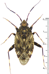 Peritropis