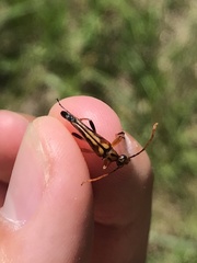 Strangalia virilis