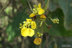 Stigmaphyllon bonariense