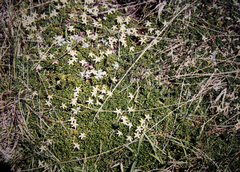 Stackhousia pulvinaris