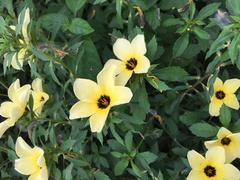 Turnera subulata