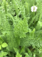 Angiospermae