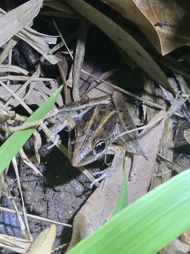 Litoria observed 2026-10-31