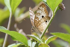 Anartia jatrophae