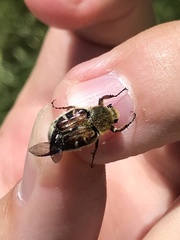 Trichiotinus piger