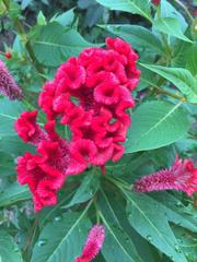 Celosia argentea