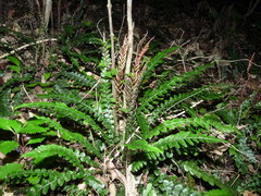 Blechnum membranaceum