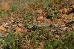 Psammodromus edwarsianus