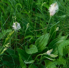Plantago media