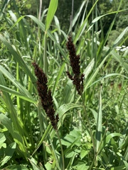 Sorghum halepense
