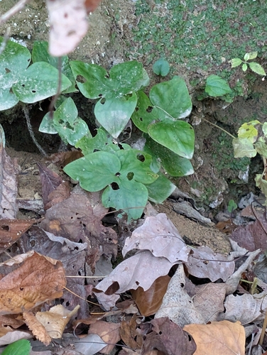 Hepaticae observed 2026-10-31