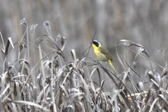 Geothlypis trichas sinuosa