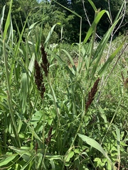 Sorghum halepense