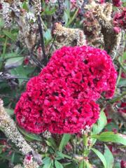 Celosia argentea