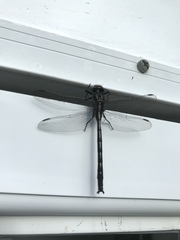 Phanogomphus lividus