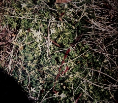 Stackhousia pulvinaris