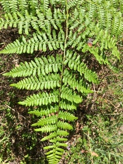 Pteridium aquilinum decompositum