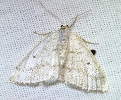 Lomographa glomeraria