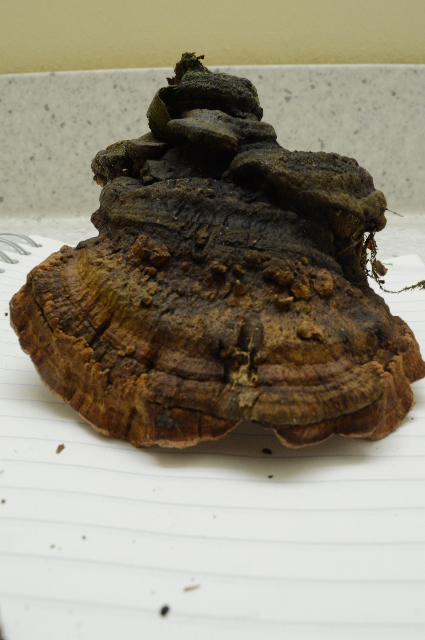 Fomitopsis cajanderi image