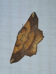 Euchlaena amoenaria