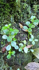 Peperomia urvilleana