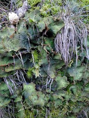 Peltigera britannica