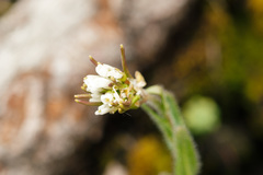 Arabis ciliata