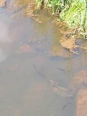 Lepisosteus oculatus