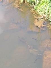 Lepisosteus oculatus