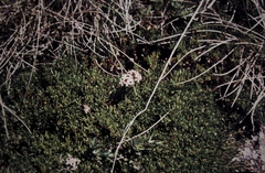 Pimelea alpina