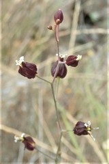 Streptanthus glandulosus niger