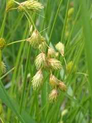 Carex hormathodes