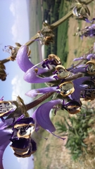 Salvia indica
