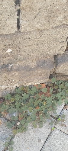 Oxalis corniculata observed 2026-10-31