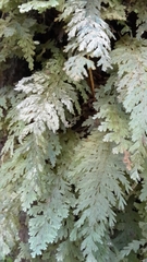 Hymenophyllum frankliniae