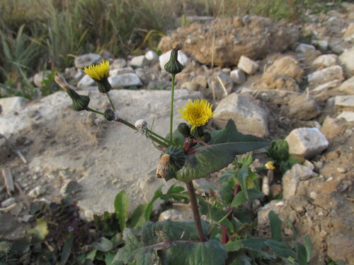 Sonchus oleraceus observed 2026-10-31