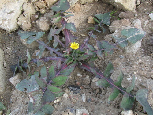 Sonchus oleraceus observed 2026-10-31