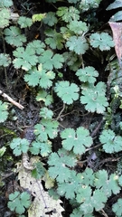 Hydrocotyle elongata