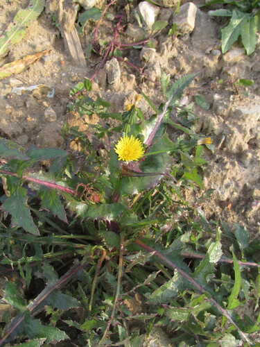 Sonchus oleraceus observed 2026-10-31